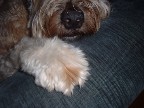 Jasperooni