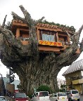 im not sure if that tree