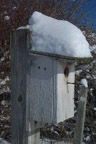The bluebird house with a wee bit 