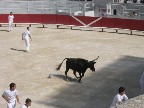 The object was to pluck something off from between the horns, and run out of the way to keep from being gored.