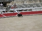 Moro makes a dive over the wall, the bull just missing his leg.