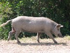 It was common to see pigs, goats, and cows along the roads.
