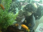 Fishies!