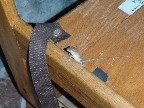 paula spots another lizard