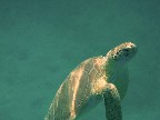 turtle rises to the surface