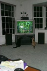 Our cats just love watching television!