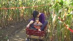 in the big corn maze