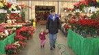 shopping for a christmas tree