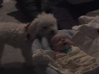 izzy meets a dog